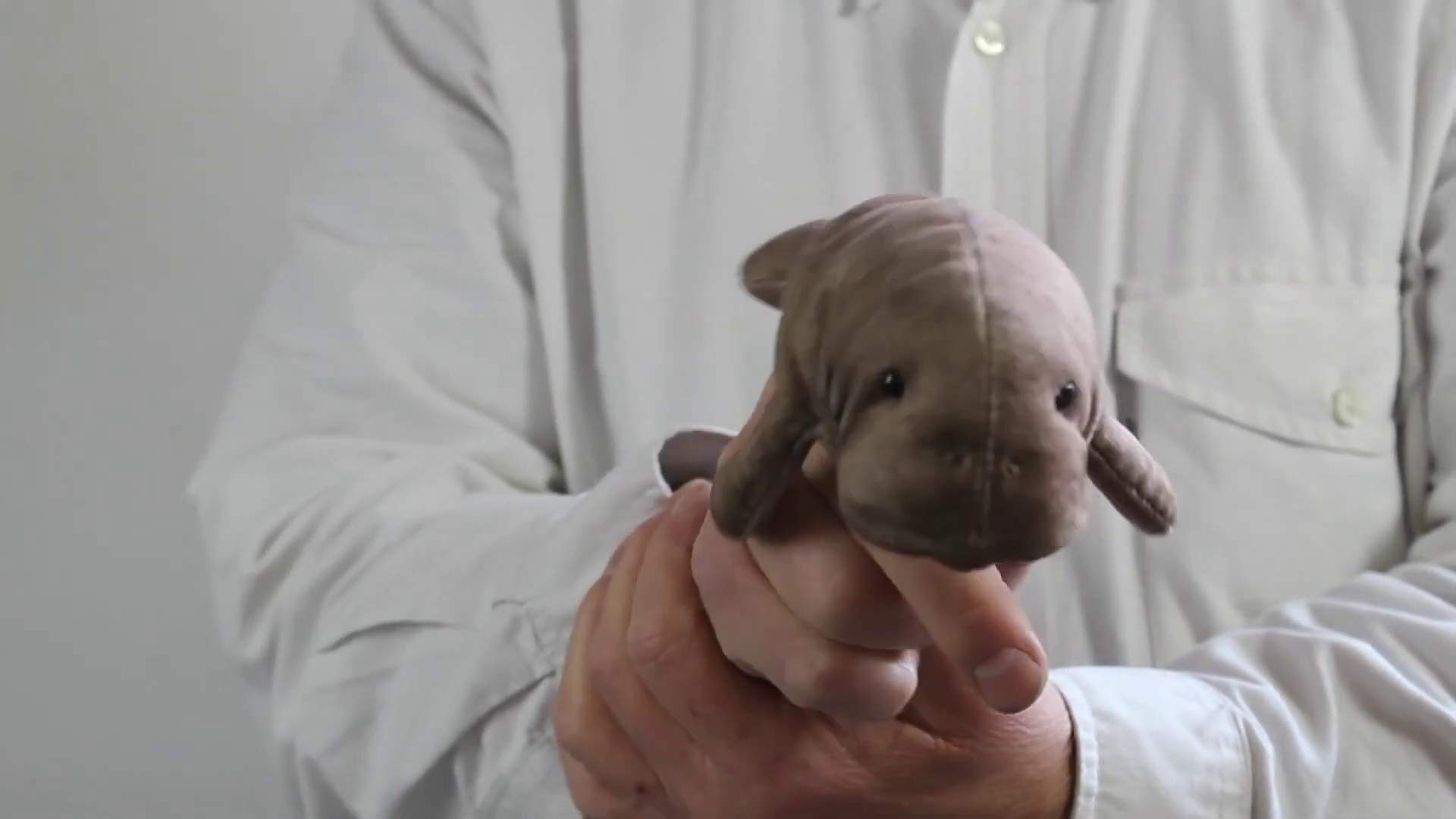 Folkmanis Mini Manatee Finger Puppet Demo