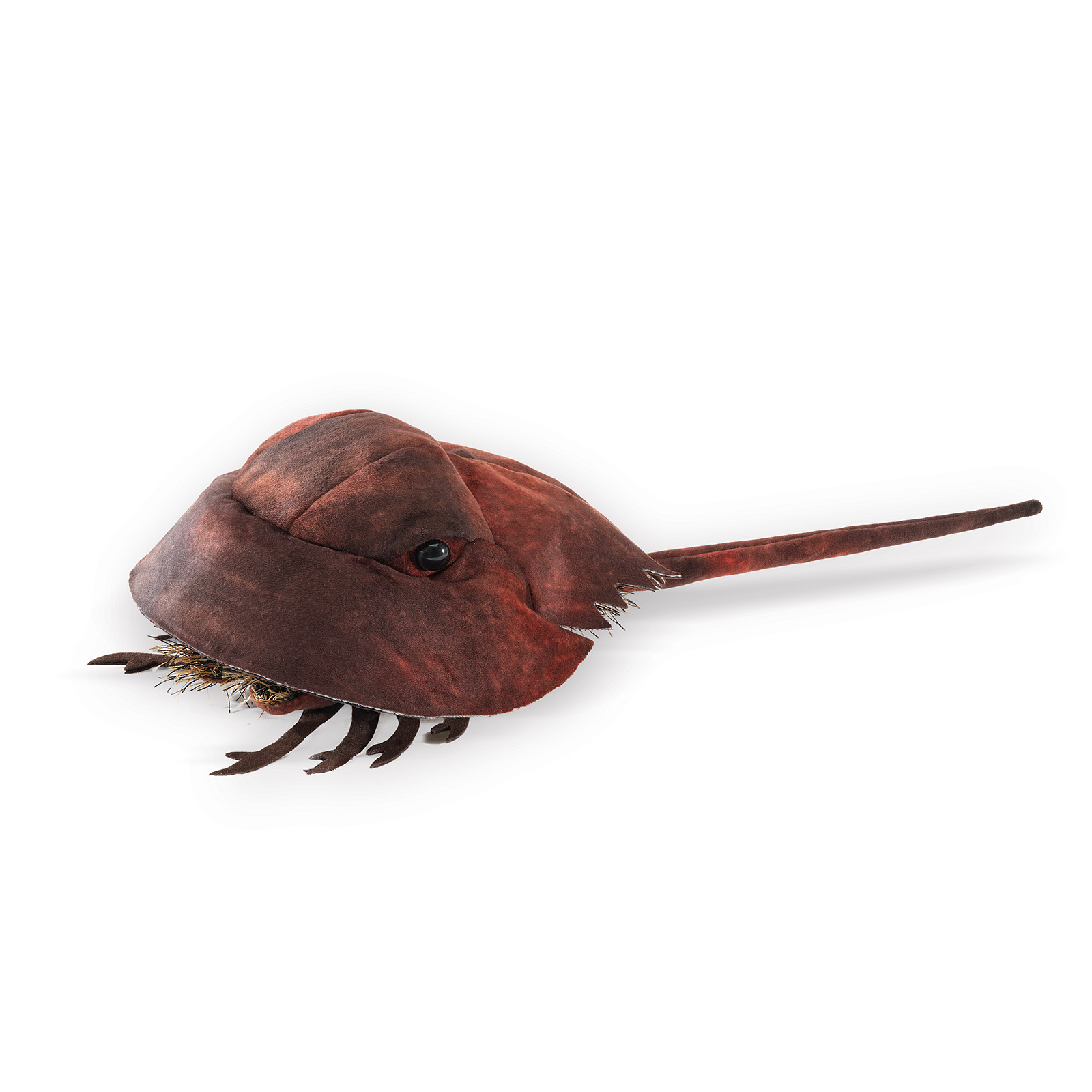 Folkmanis horseshoe crab hand puppet in dark brown-red, side view with long tail spine and visible leg segments