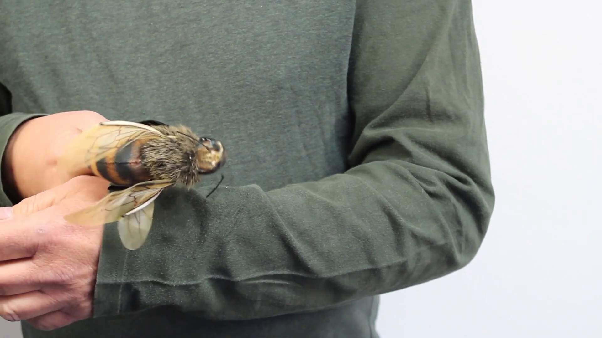 Folkmanis Mini Bee Finger Puppet Demo