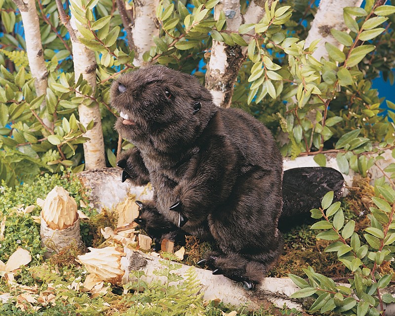 Folkmanis beaver hand puppet with dark brown fur, visible incisors and claws, sitting upright on a birch log in a natural setting