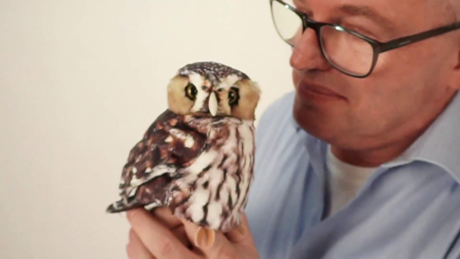 Folkmanis Pygmy Owl Hand Puppet Demo