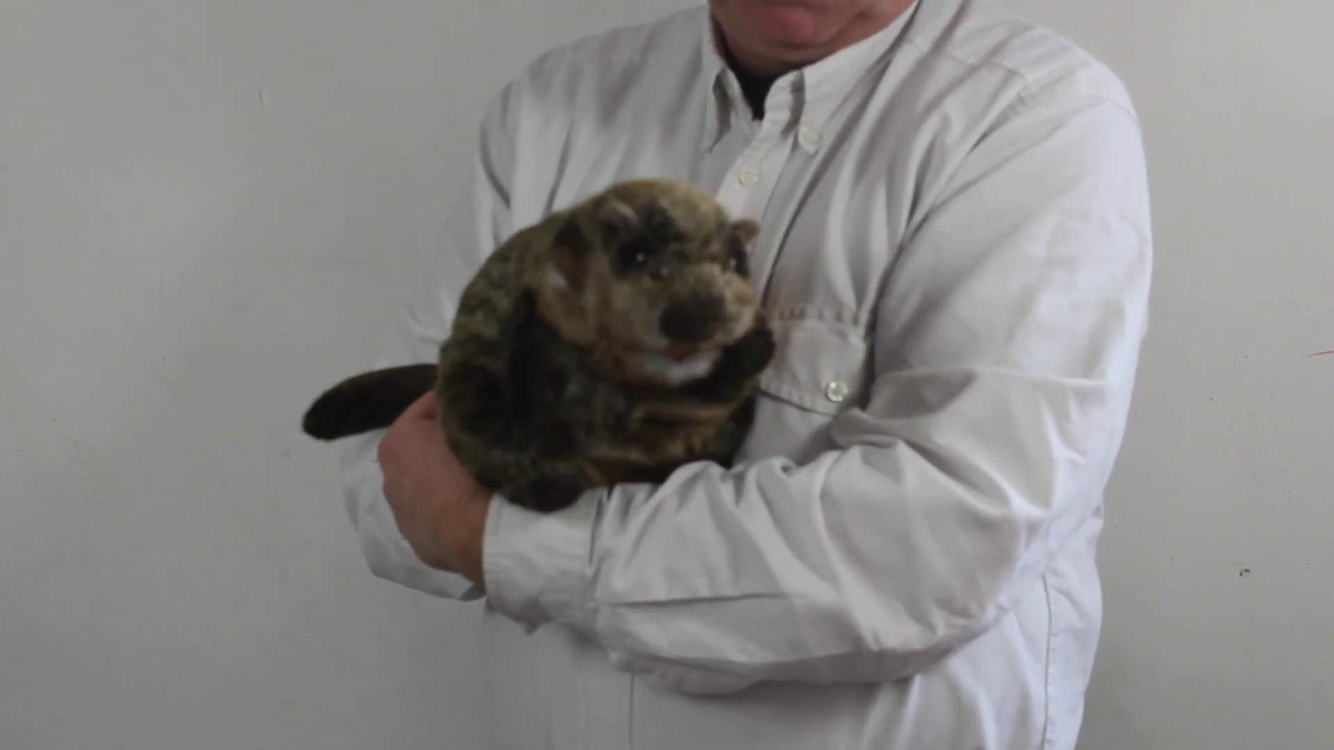 Folkmanis Groundhog Hand Puppet Demo