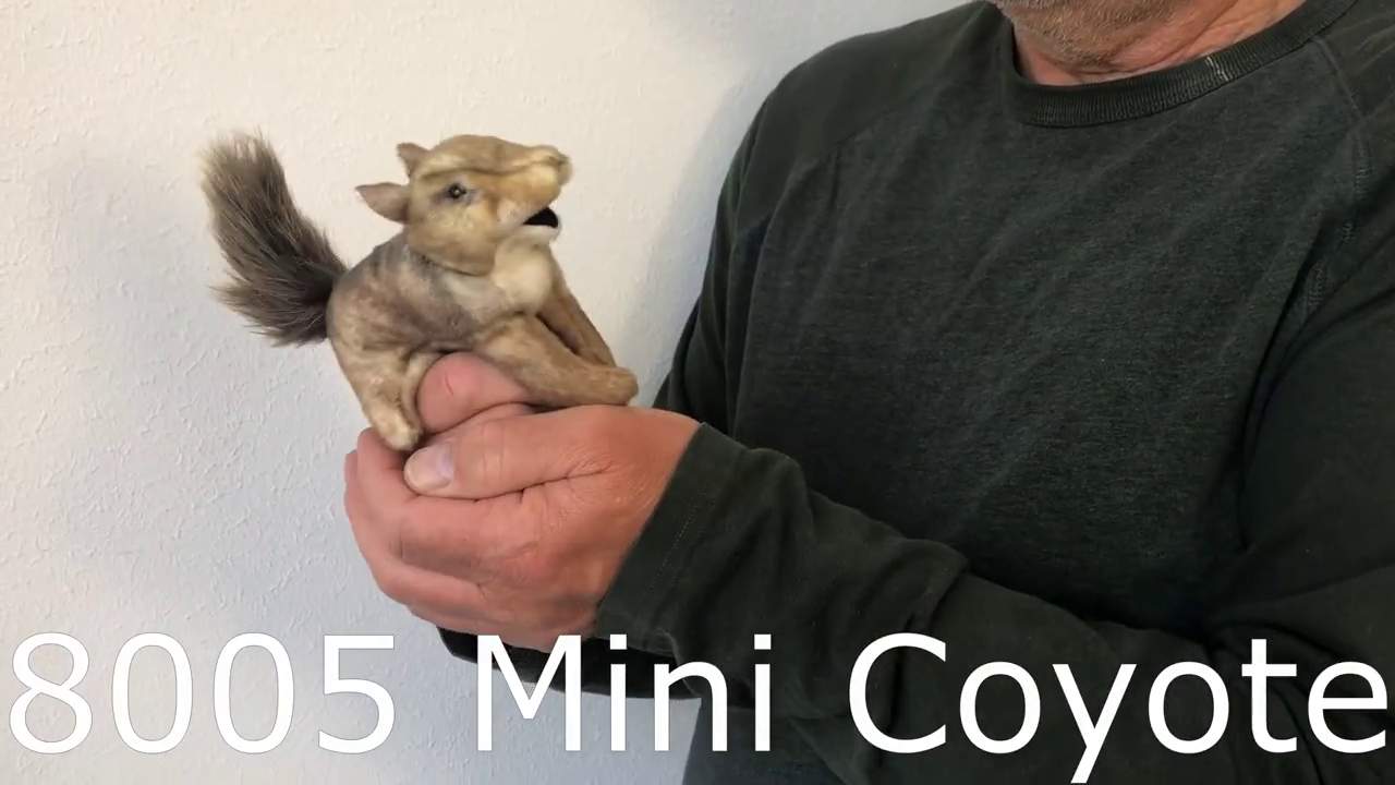Folkmanis Mini Coyote Finger Puppet Demo 2