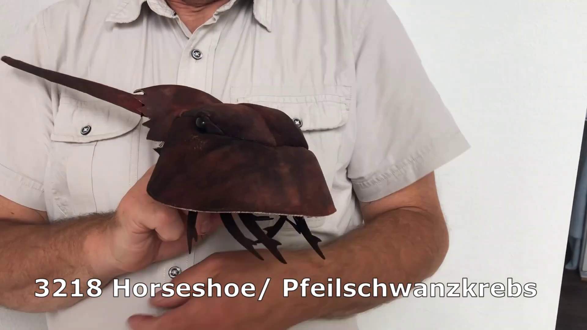 Folkmanis Horseshoe Crab Hand Puppet Demo