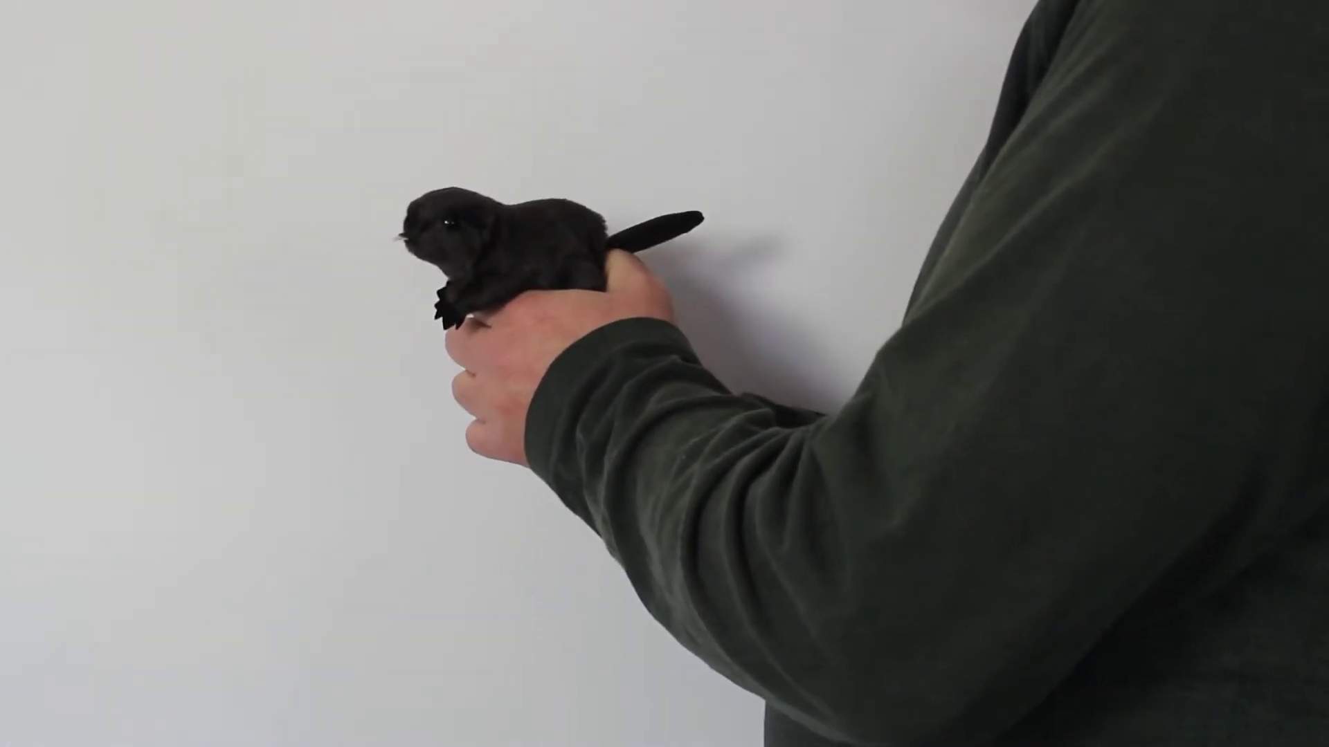 Folkmanis Mini Beaver Finger Puppet Demo