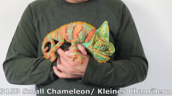 Folkmanis Small Chameleon Hand Puppet Demo