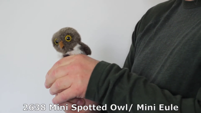 Folkmanis Mini Spotted Owl Finger Puppet Demo