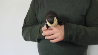 Folkmanis Mini River Otter Finger Puppet Demo