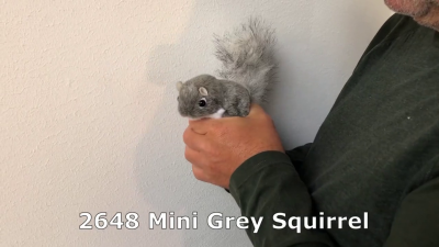 Folkmanis Mini Grey Squirrel Finger Puppet Demo