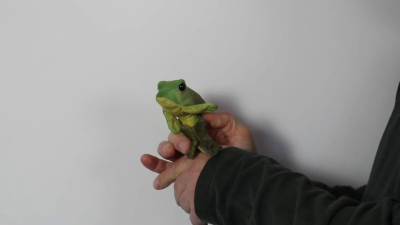 Folkmanis Mini Sitting Frog Finger Puppet Demo