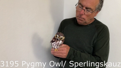 Folkmanis Pygmy Owl Hand Puppet Demo 2