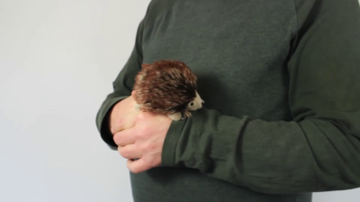 Folkmanis Mini Hedgehog Finger Puppet Demo