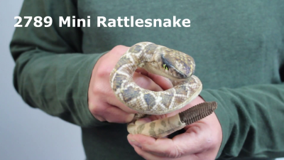 Folkmanis Mini Rattlesnake Finger Puppet Demo