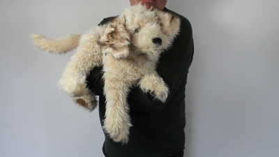 Folkmanis Labradoodle Hand Puppet Demo