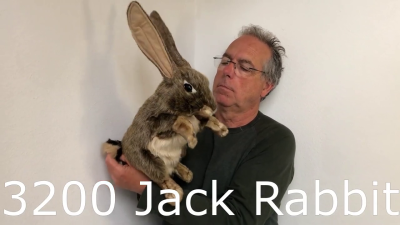 Folkmanis Jack Rabbit Hand Puppet Demo 2